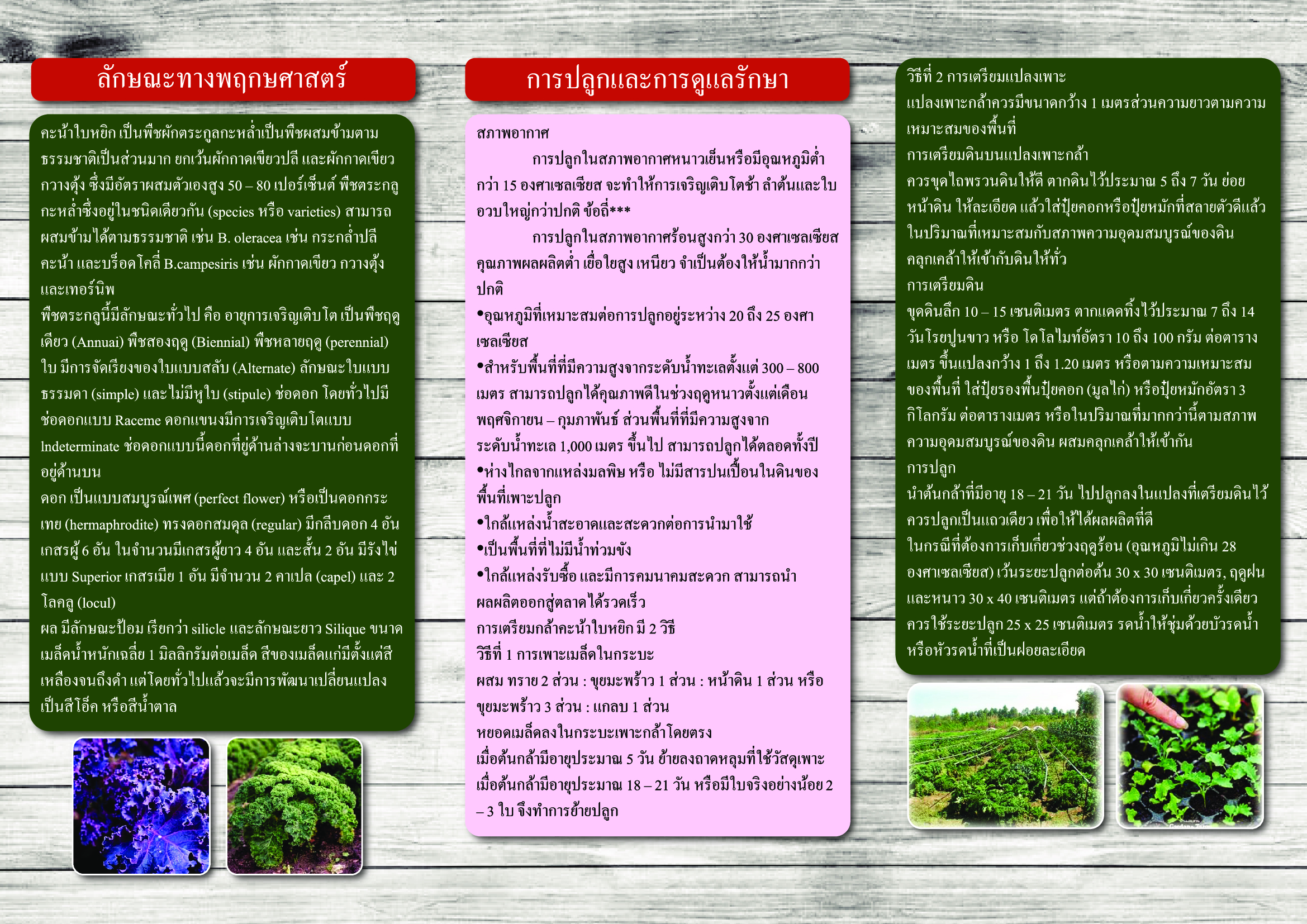 title - คะน้าใบหยิก (ศูนย์ส่งเสริมฯ ภาคตะวันออก)